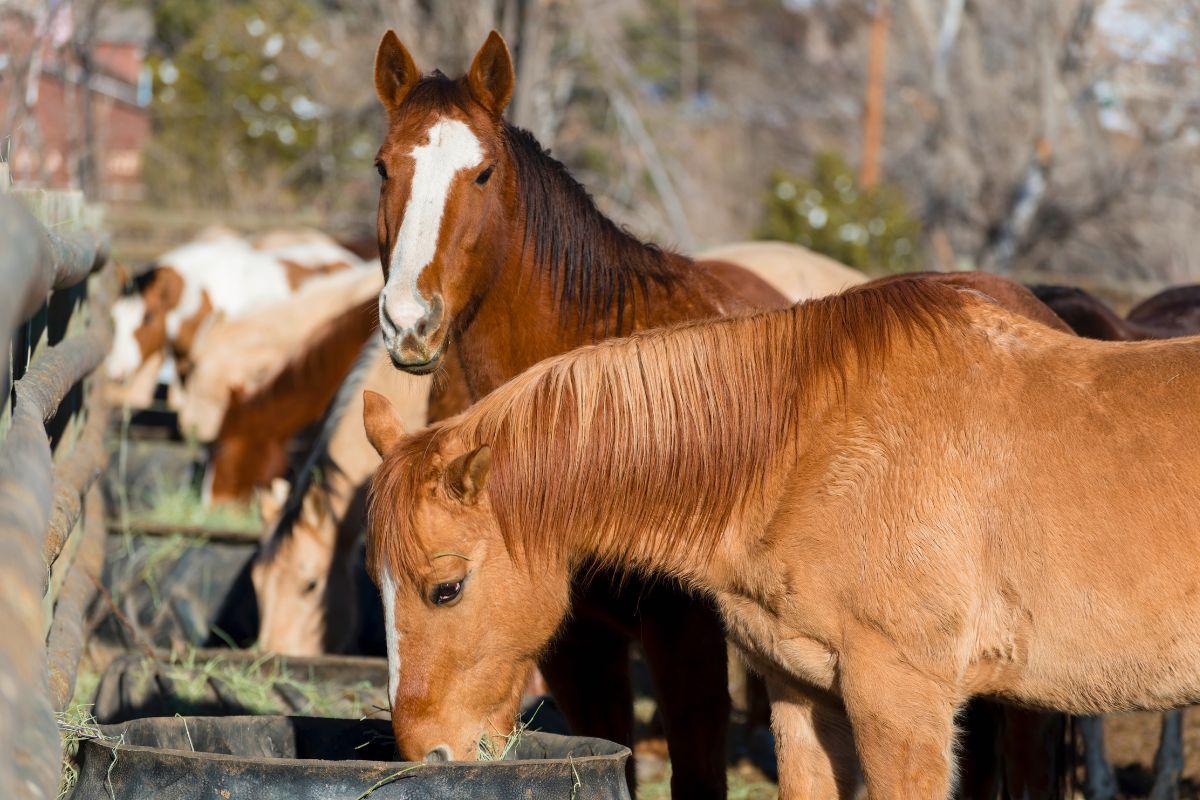 Two horses standing in a paddock, one grazing on hay while the other looks toward the camera.