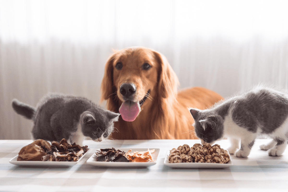 Golden retriever and two kittens looking at plates of assorted treats on a table.