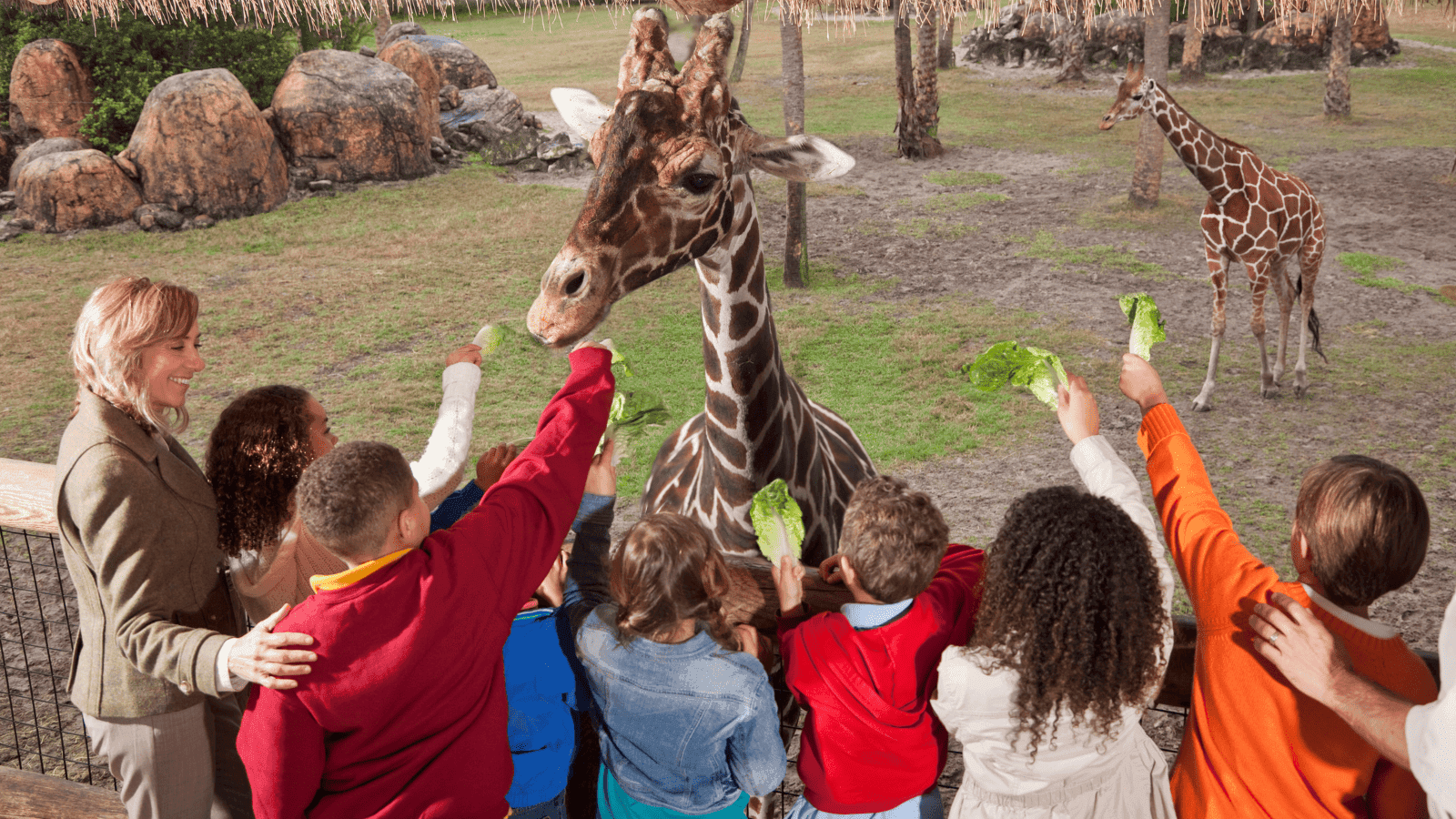 Children eagerly feeding giraffes at the world-famous San Diego Zoo, one of the top family attractions located just a short distance from the best hotels near San Diego Zoo, offering convenient accommodation for a fun-filled vacation