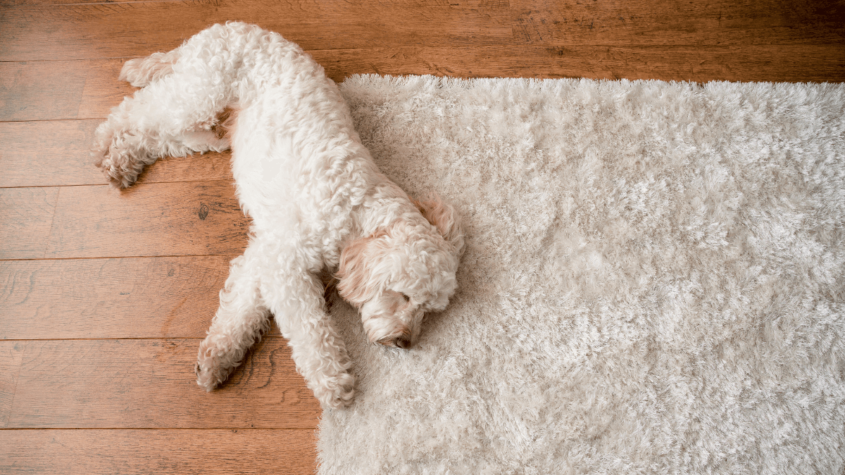 Cozy white dog resting on a soft, plush rug, creating a warm and inviting atmosphere on hardwood flooring.