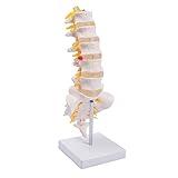 breesky Lumbar Spine Model - Life Size Human Lumbar Vertebrae Anatomy Model with Sacrum and Spinal Nerves Medical Chiropractor Medical Student Study Teaching Demonstration