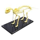 INTBUYING PVC Feline Skeleton Model 19.3"x14.2"x10" Standard Size Medical Anatomical Cat Skeleton Model Display Lab Teach Veterinary Animals Animal Anatomical Model