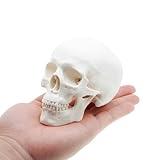 Mini Skull Anatomy Model for Studying - Human Skull Model, Small Plastic Head Bones for Artists Drawing - QREBYQ Anatomy Skull Model