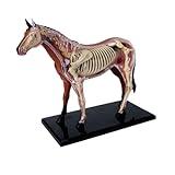 SORECI 4D Horse Anatomy Model - Animal Skeleton Specimen, Detachable Biology, 26 Parts for Pet Clinic Veterinary TrainingSchool Teaching Demonstration