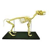 INTBUYING PVC Canine Skeleton Bone Model 19.3"x7.9"x13.8" Standard Size Medical Anatomical Canine Dog Skeleton Model Display Lab Teach Veterinary Animals Animal Anatomical Model