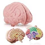 Cross Section Foam Brain Model, Great Educational Tool for Learning & Teaching Human Anatomical Function, Psychology, Biology or Science, Easy to Use & Includes 2 Half Pieces Labeled with Figures