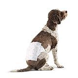 Amazon Basics Male Dog Wrap, Disposable Male Dog Diapers, Large - Pack of 30, White