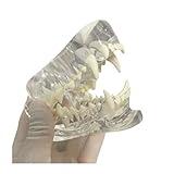 Transparent Canine Dog Cat Teeth Anatomical Model Dental Animals Oral Tooth Jaw For Veterinary Office Educational Tool Anatomy Biology Decoration (DOG)