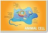 Animal Cell Biology - NEW Classroom Biology Poster