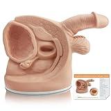 MediTrainer Male Catheterization Model Internal and External Genital Anatomy Model for Clinical Teaching and Medical Education Training Practice, 1 Piece