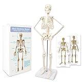 2024 Human Skeleton Model for Anatomy,17.7“ High Scientific Anatomy Human Body Model,with Movable Arms and Legs Bones Structures,Whole Spine and Ribs of The Skeleton Model are Integrated