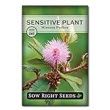 Sow Right Seeds - Sensitive Plant (Mimosa pudica) Flower Seeds for Planting - Unique Plant to Grow Indoors or Outdoors - Non-GMO Heirloom Packet with Instructions to Plant a Home Garden