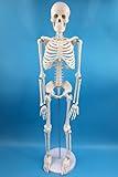 Alikeke Anatomy Lab Human Skeleton Model, 8" Mini Skeleton Replica Mounted to Base for Display, with Removable Skull Cap, Movable Arms and Legs, and Details of Human Bones