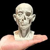 Generic Small Head Skull Model Anatomy, Anatomical Muscle Bone Human Head Model for Artists Drawing, Artist Face Model, Gray, H39-FBA