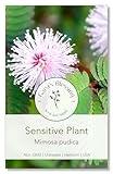 Gaea's Blessing Seeds - Sensitive Plant Seeds - with Easy to Follow Planting Instructions - Non-GMO Seeds, Touch Me Not, Mimosa Pudica, Moving Plant, Shameful Plant, Shy Plant