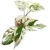 Live Plants 4" Epipremnum Pinnatum Marble - Highly Variegated Leaves - Rare Indoor Plants Live Houseplants for Home, Office, Wedding Decor & Giftable