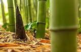 500+ Fresh Giant Bamboo Seeds for Planting - Quick Growth and Winter Hardy Privacy Screen, Good for Environment