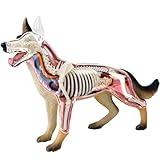 SORECI 4D Dog Anatomy Model with Detachable Biology, 29 Parts for Animal Teaching Demonstration and Veterinary Training