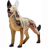 4D Vision Dog Anatomy Model, Wolf Dog Skeleton Anatomy Assembly Model, 29 Pieces Detachable Organs Body Parts for Animal Teaching Demonstration