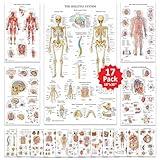 17 Human Anatomy Posters - Medical Posters, Circulatory, Skeletal, Male Reproductive, Female Reproductive, Muscular, Lymphatic, Nervous, Digestive, Endocrine, Respiratory, Urinary Systems, Anatomy of the Spine, Brain, Ear, Nose & Throat, Heart, Eye, Teeth, Models, Science Biology Health Posters for Classroom, Office, LAMINATED - 18x30