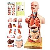 EVOTECH 2024 Newest Human Body Model for Kids, 15 Pcs Removable 11 inch Human Torso Anatomy Model with Heart Head Skull Brain Skeleton Model, Age 4+, Preschool & School Medical Education Display