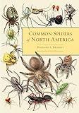 Common Spiders of North America