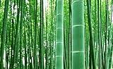 100+ Giant Timber Bamboo Seeds for Planting | Exotic and Fast Growing | Ships from Iowa, USA | Landscaping, Privacy, Indoor or Outdoor (Giant Bamboo)