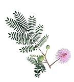 Sensitive Plant Seeds for Planting - Exotic Flower Seeds - Mimosa Pudica Seeds AKA Moving Plant, Shy Plant, Shameful Plant, Touch-me-not - by RDR Seeds