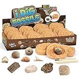 Byncceh Fossil Dig Kit - Educational STEM Science Toys for Kids Ages 6+ - Dig Up 12 Fossils Real & Dinosaur Bones Rocks - Digging Activities Kits - Paleontology, Discovery Gifts for Boys & Girls