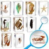 Rotatingpals 9 Pcs Marine Life Specimen Set Ocean Animal Insect in Resin Specimen Bugs Collection Paperweights with Magnifier Marine Animal Specimens for Scientific Educational Display Collection