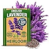 HOME GROWN Premium English Lavender Seeds, 1500 Non-GMO Herb Seeds, USA-Sourced Wildflower Seed for Planting Indoor/Outdoor, High Germination, Plant Flower Seeds