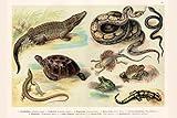 Reptiles Lithograph 1888 Vintage Biology Poster Amphibian Reptile Posters Science Charts and Posters Reptile Scales Biology WIldlife Nature Art Print Cool Wall Art Print Poster 16x24