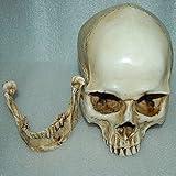 MagiDeal Lifesize 1:1 Human Skull Replica Resin Model Anatomical Medical Skeleton