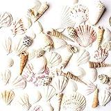 Super Z Outlet Mixed Ocean Beach Fairy Garden Assorted Seashells Marine Life for Decorations, Arts & Crafts, Party Favors Collection (Approx. 50 Pieces)