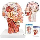 EVOTECH Human Half Head Superficial Neurovascular Model with Musculature, Life Size Anatomical Head Model Skull and Brain for Medical Teaching Learning, Science Learning Education Display Tool