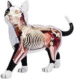 4D Vision Cat Anatomy Model, 28 Detachable Organs and Body Parts, Animal Veterinary Training for Animal Teaching Demonstration Cat Model Anatomy Tool.