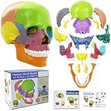 2024 New Anatomy Skull Model 15 Parts Human Anatomy Exploded Skull Detachable Palm-Sized Mini Human Color Medical Skull Model,Medical Dental Clinic Teaching Equipment,Learning with Color Study Manual