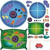 VercanMonth Magnetic Animal and Plant Cell Anatomy Model Clearly Labeled Animal Cell Model Educational Science Kits for Biology Cell Anatomy and Science Projects Classroom Learning Teaching Aid