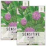 Seed Needs, Sensitive Plant Seeds - 100 Heirloom Flower Seeds for Planting Mimosa pudica - Annual Pink Blooms, Leaves React to Touch (2 Packs)