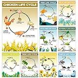 9 Pieces Science Biology Posters Life Cycles Bulletin Board Charts Butterfly Animals Plant Life Cycles Posters for Primary Middle High School Classroom Biology Science Classroom Wall Decorations