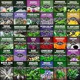 Ultimate Medicinal Herbs Collection - 36 Variety Pack of Herb Seeds for Growing Essential Healing Plants - Mixed Assortment for Homesteaders - Non-GMO Heirloom Varieties - Survival Garden Seeds