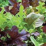 Burpee Gourmet Blend Lettuce Seeds 1000 seeds