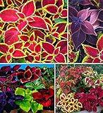 100+ Rare Mixed Coleus Flowers Seeds Rainbow Coleus Wizard Mixed Perennial Foliage Plant