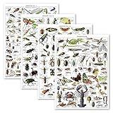 4 Pack - Vintage Insect Poster Prints - Entomology Identification Reference Charts Volume 1, 2 & 3 and Arthropods Vintage Poster Print (LAMINATED, 18” x 24”)