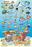 Roatan Bay Islands Honduras Reef Creatures Guide Franko Maps Laminated Fish Card 4" x 6"