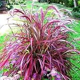 DIKONE 2 Purple Fountain Grass Live Plants Perennial - Ornamental Grass Plants - Size 4-6 Inch Tall