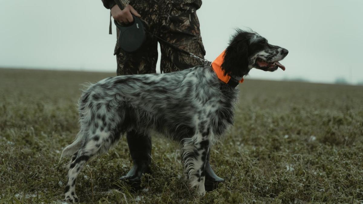 Hunter in camo holding a leash with a hunting dog in an open field, showing a typical setup for selecting the right ammunition for hunting.