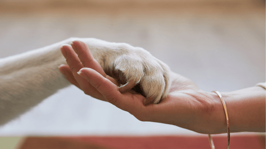 Care.com Premium: Transform Your Pet Care Experience with Professional Services